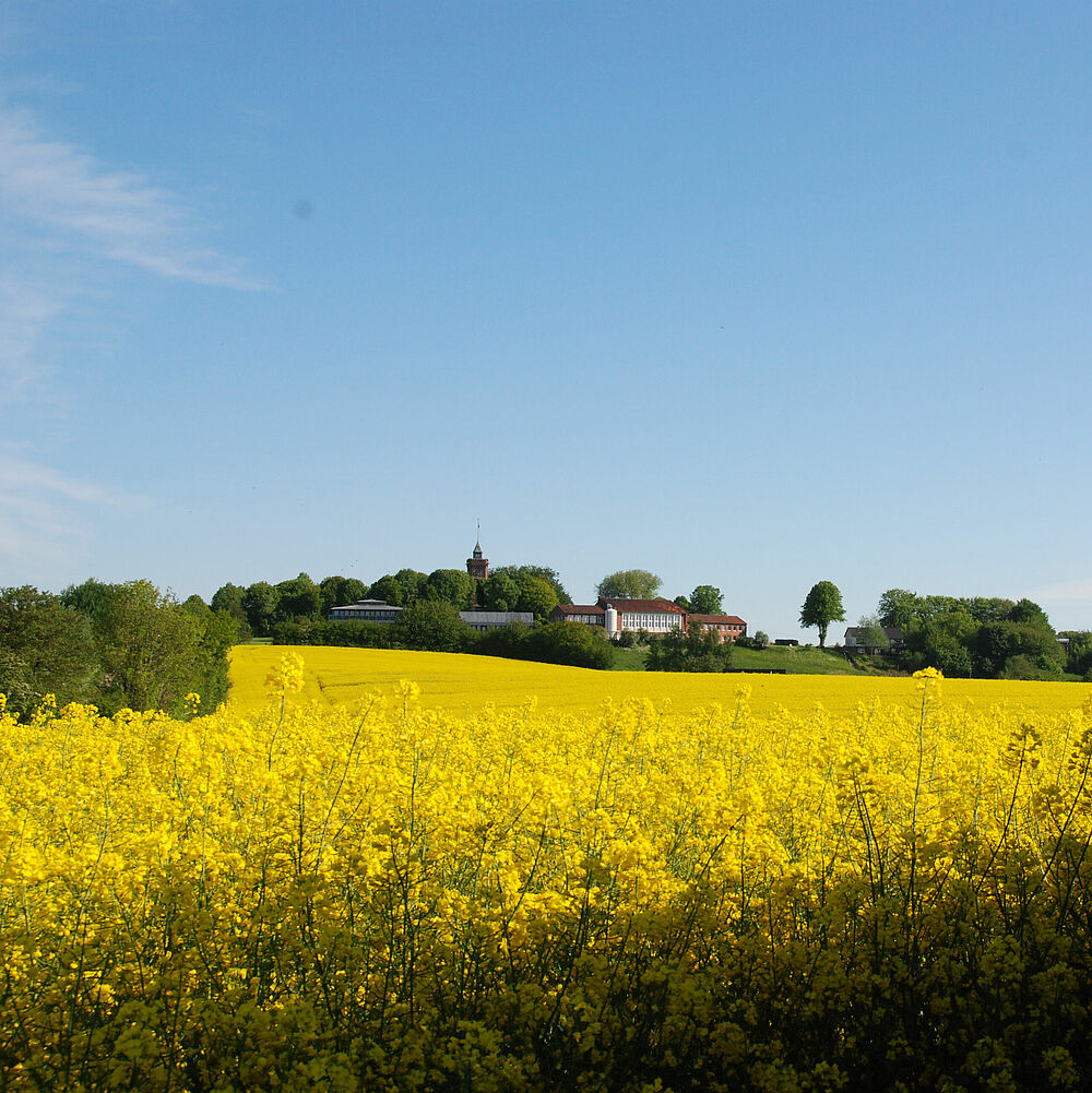 Der Scheersberg mit Rapsfeld bei Sonnenschein