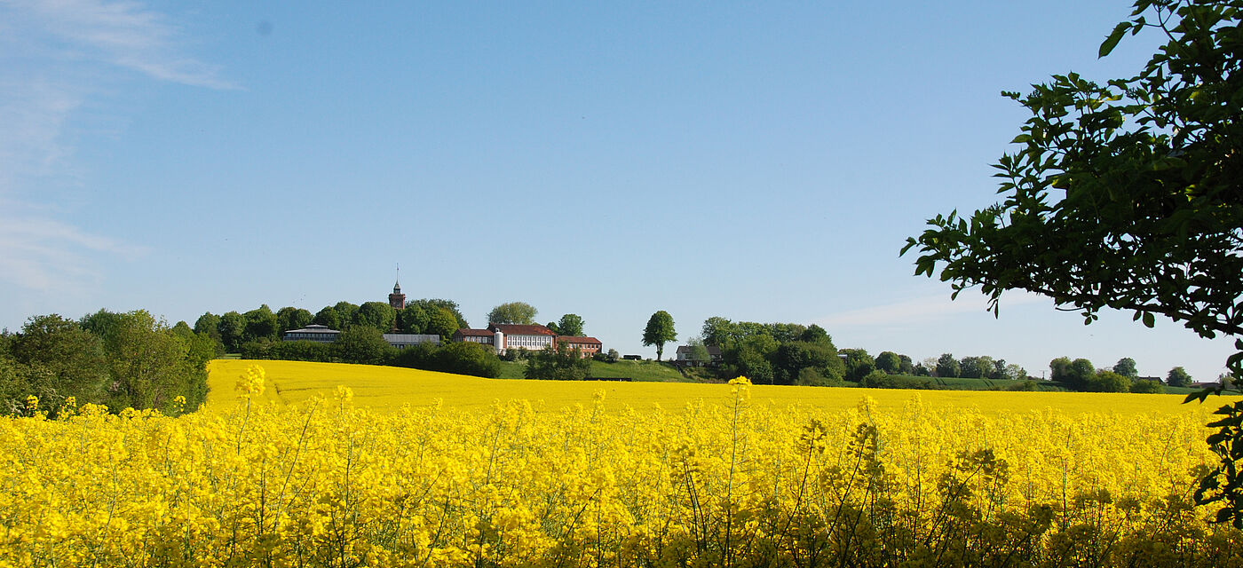 Der Scheersberg mit Rapsfeld bei Sonnenschein